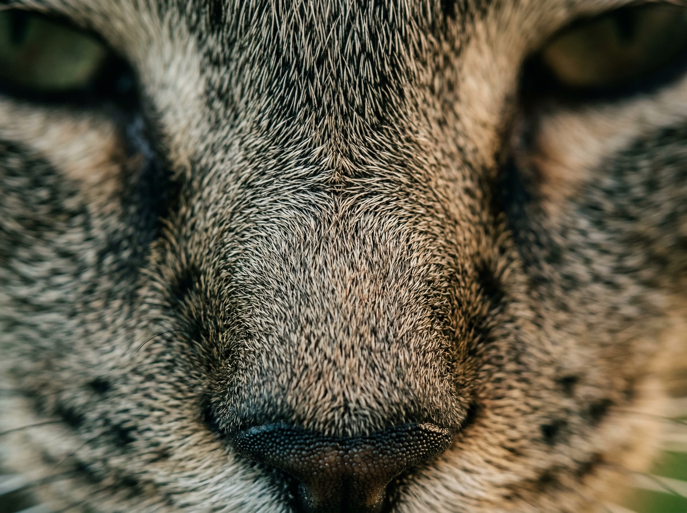 Macro close-up of a cat's nose bridge showing the visible fur ridge where hair streams converge