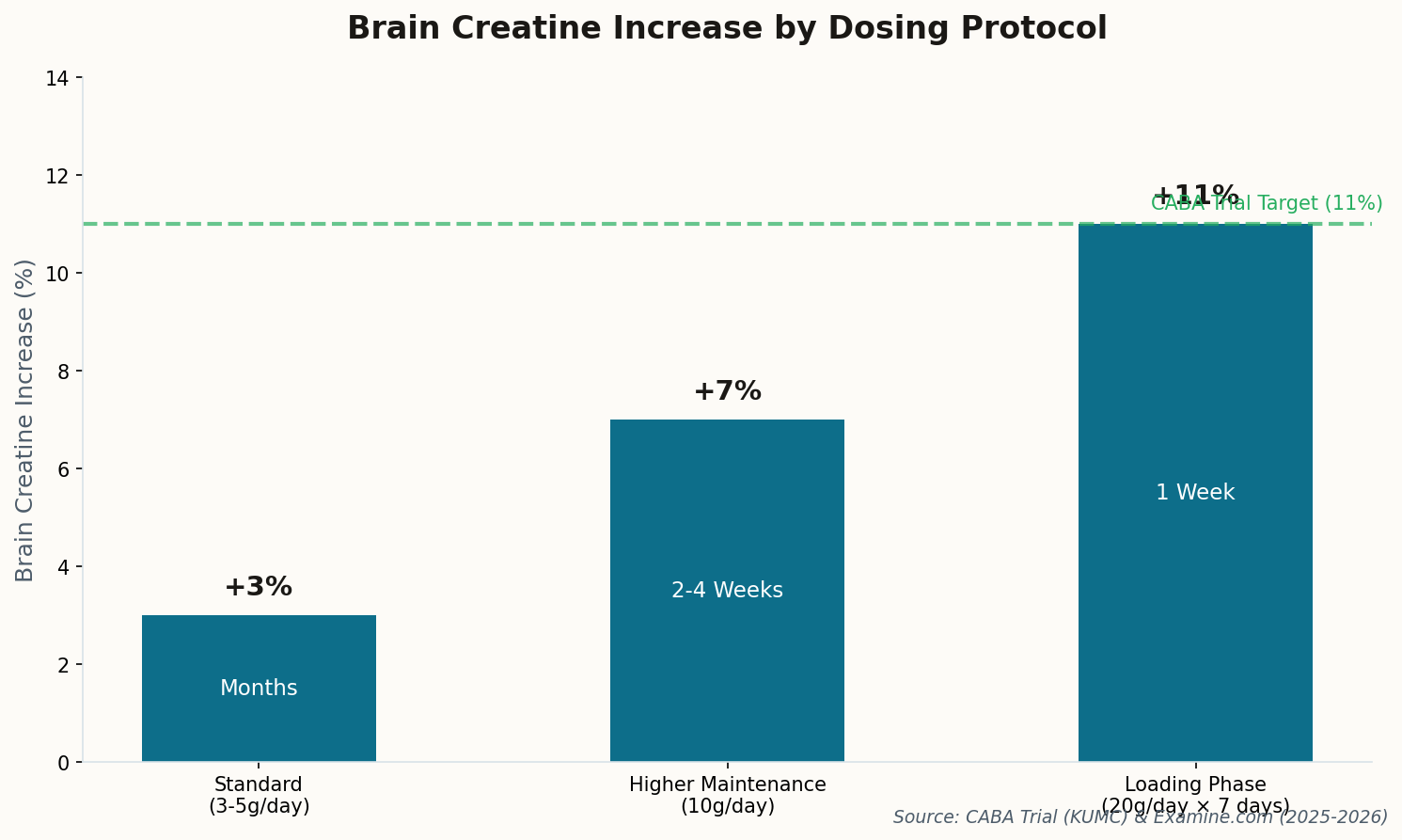 Bar chart showing brain creatine increase by dosing protocol