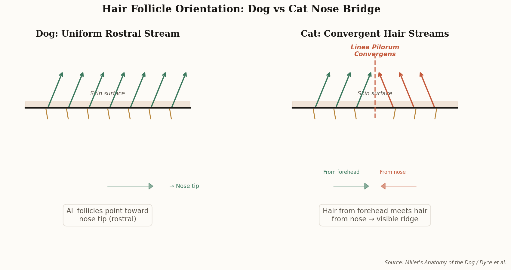 Diagram comparing uniform rostral hair follicle orientation in dogs versus convergent hair streams in cats