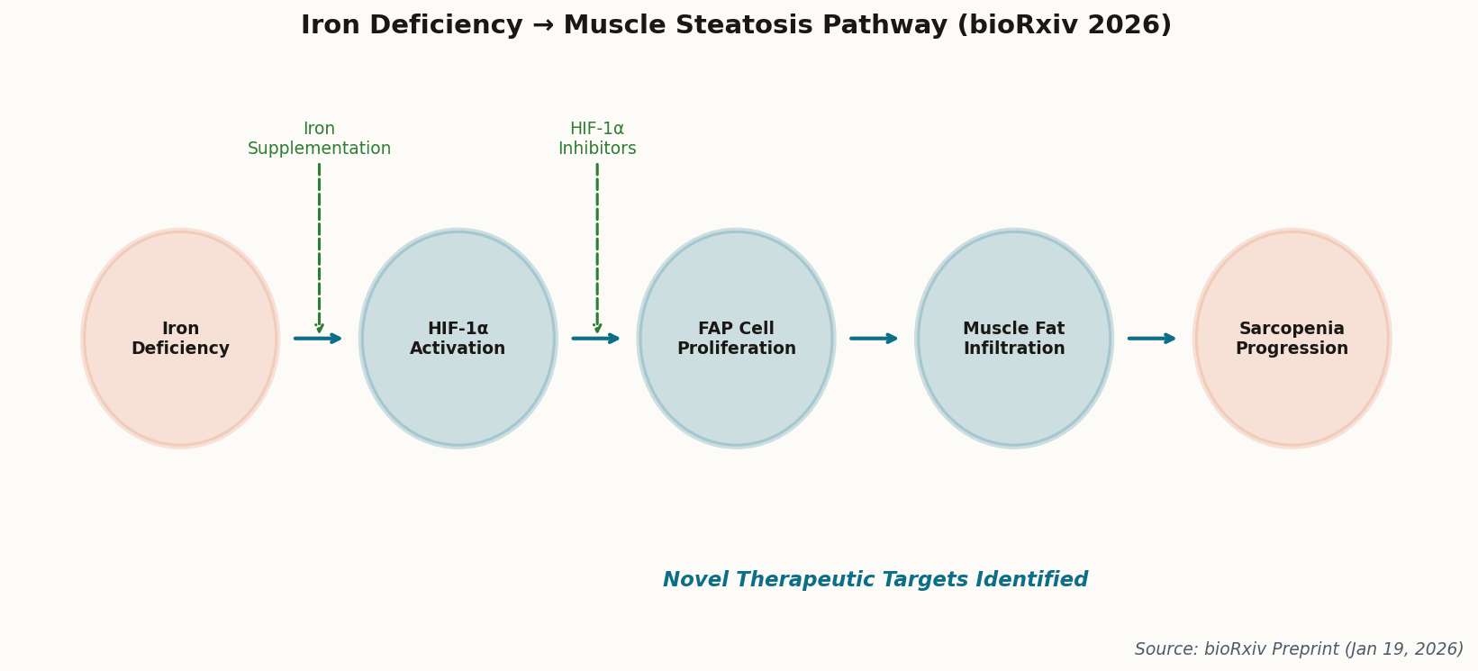Diagram showing the iron deficiency to muscle steatosis pathway