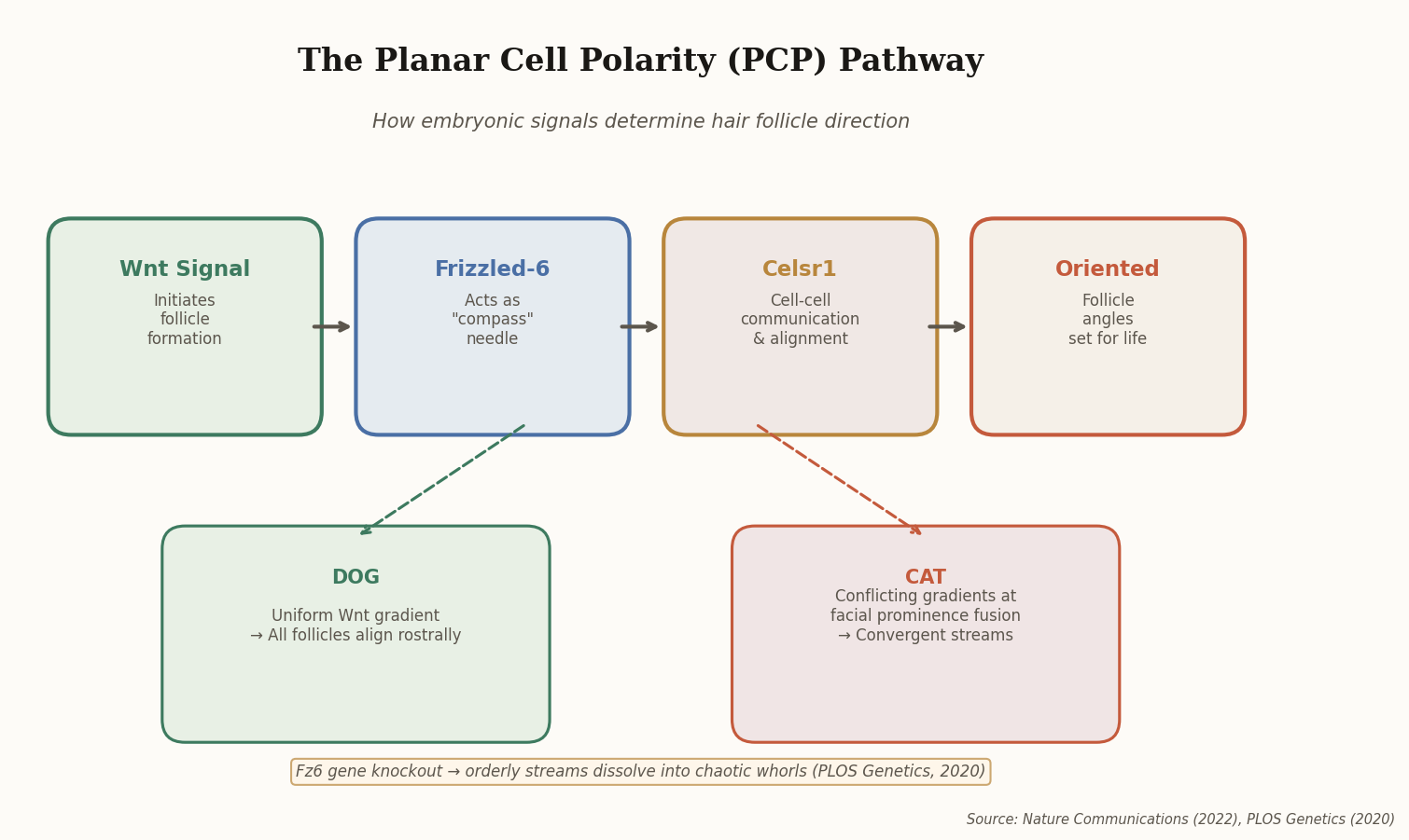 Flowchart showing the Planar Cell Polarity pathway from Wnt signal through Frizzled-6 and Celsr1 to oriented follicles, with divergent outcomes for dogs and cats