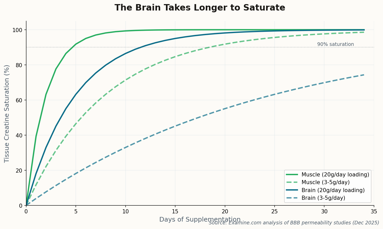 Line chart showing brain versus muscle creatine saturation over 35 days