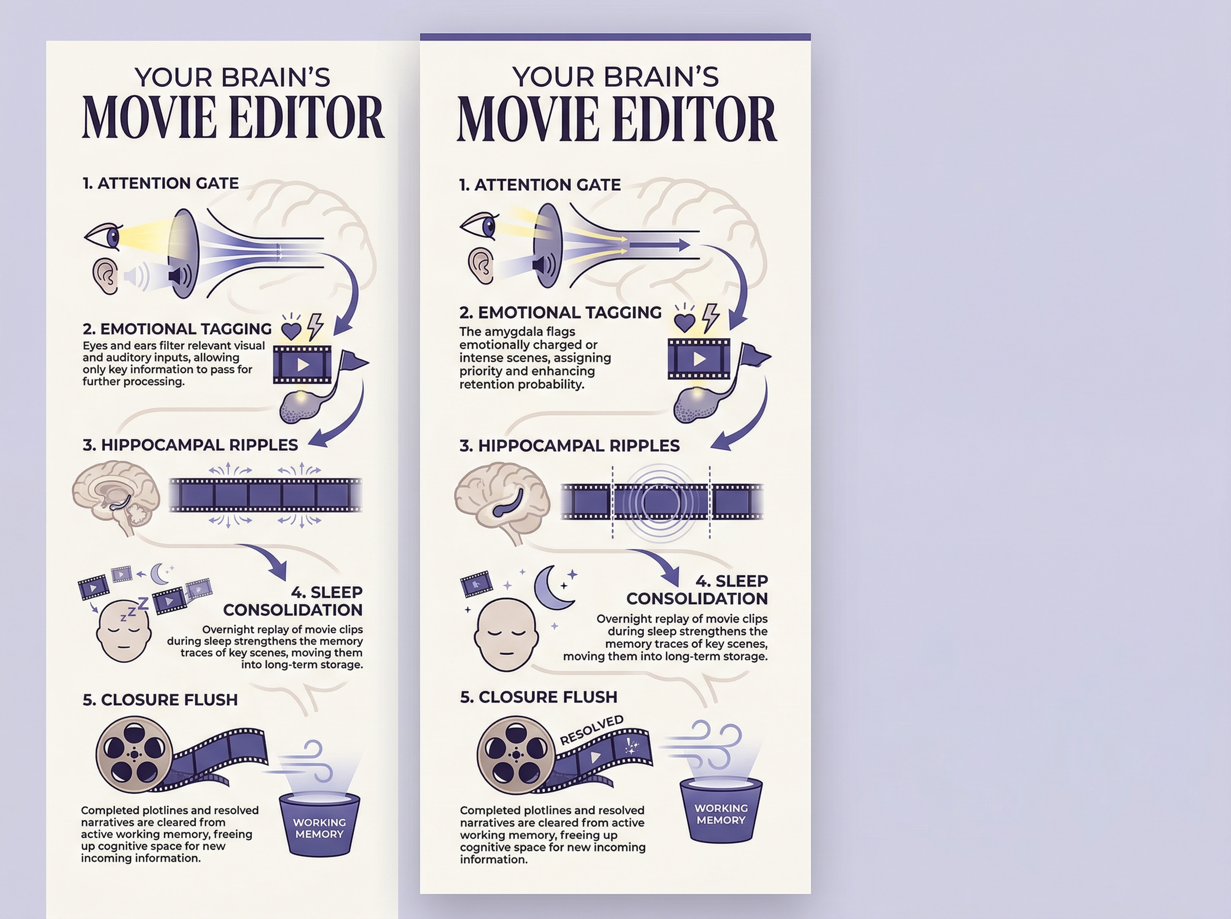 Infographic showing 5 stages of how the brain processes and stores film memories: Attention Gate, Emotional Tagging, Hippocampal Ripples, Sleep Consolidation, and Closure Flush